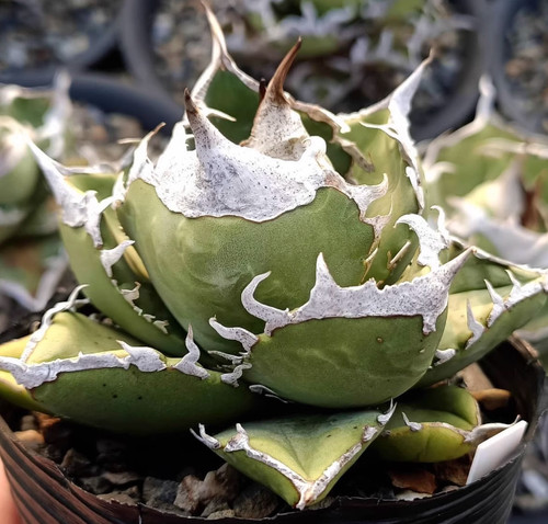 9cm agave titanota sonth - 7-9cm,