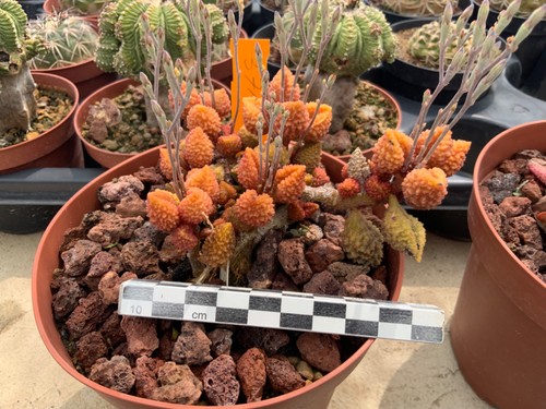 371 adromischus herrei rare - 371,