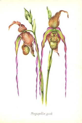 Lady slipper grande orchid - slipper,