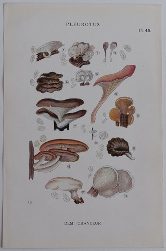 Mycologie pleurotus gravure - mycologie, pleurotus gravure