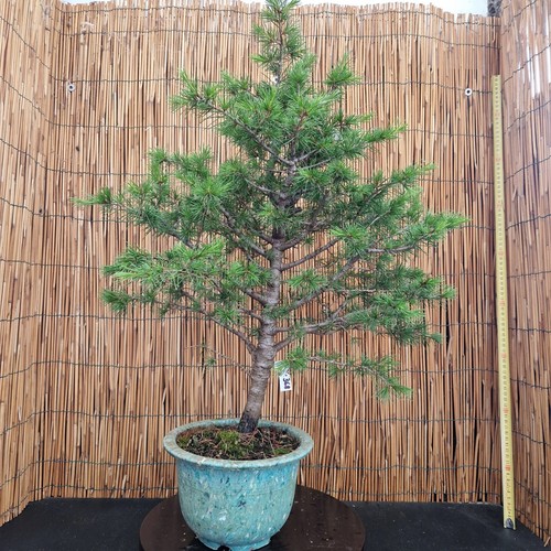 Bonsai cedro himalaya h - bonsai,