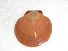 AMUSIUM PLEURONECTES AMAZING