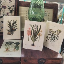 ar111) Set 4 Stampe Botaniche