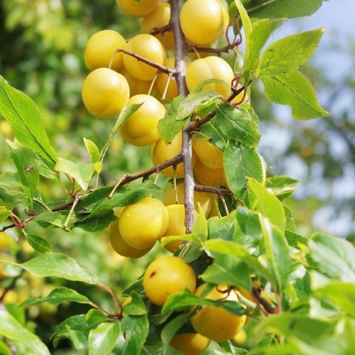 Pianta frutto susino goccia - pianta,