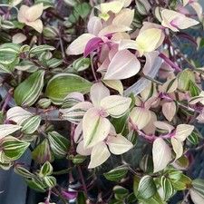 Zebra Semaforo Tradescantia