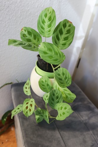 Vene argento maranta - vene,