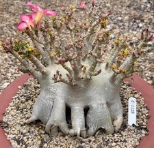 Rara pianta di cactus Adenium