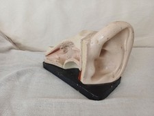 Orecchio modello didattico