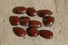 CARRUBO - CERATONIA SILIQUA