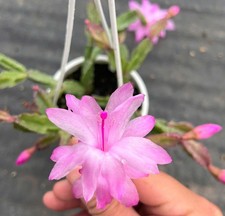 Schlumbergera cv Agnetha talea
