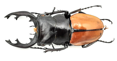 Lucanidae odontolabis mouhoti - odontolabis,