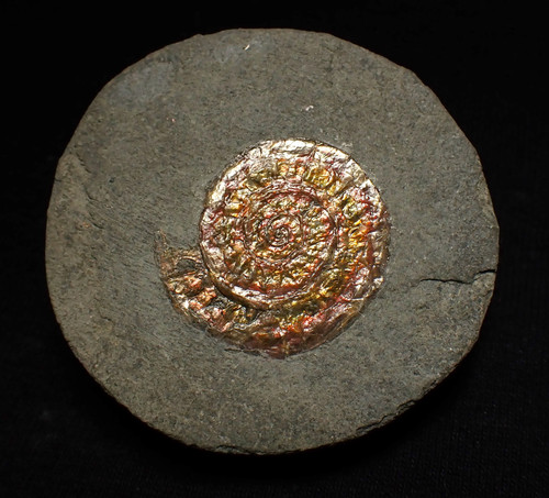 Juvenile iridescent caloceras - juvenile,
