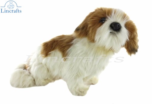 Hansa sitting shih - hansa,