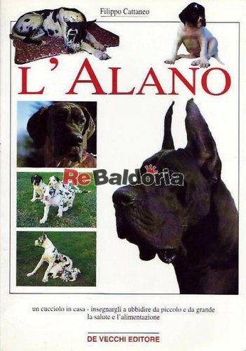 Alano cucciolo in - in, casa