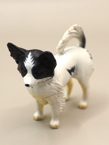 Papillon cane animale