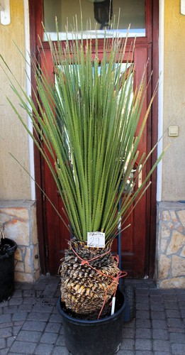 Dasylirion miquihuanensis dal