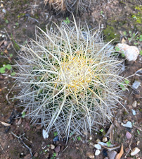ECHINOCACTUS GRUSONII VAR. ALBISPINUS - PIANTA DA GIARDINO - DIAM 19 - H 19 CM