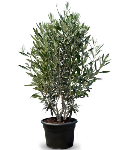 Ulivo olea europea forma di - ulivo,
