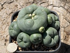 Clustered Ariocarpus