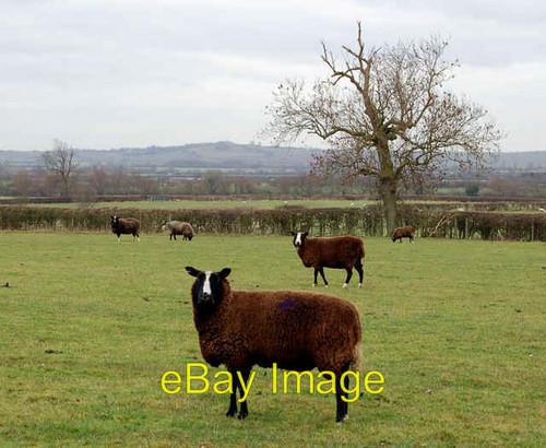 Photo 6x4 zwartbles sheep - 6x4,