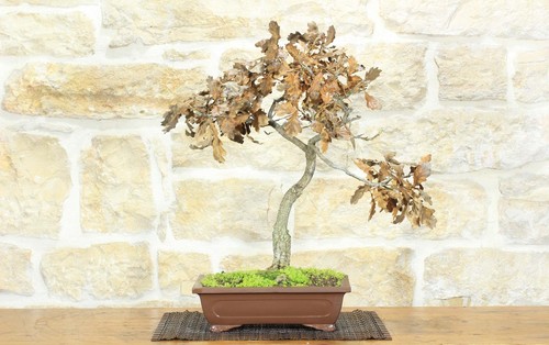 Bonsai quercia roverella - di,