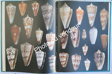 Coquillages: Angeletti & al