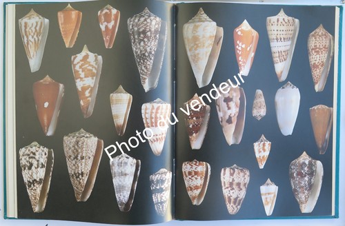 Coquillages angeletti al - coquillages:, &