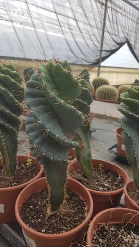 Cereus spiralis 17 - spiralis, v.17