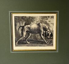 Incisione Ridinger Barocco Cane da Caccia Con Insetto Volare Wald Natura Vintage