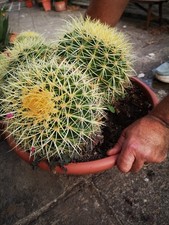 Echinocactus grusonii - echinocactus,