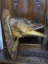 Testa Di Luccio Imbalsamata