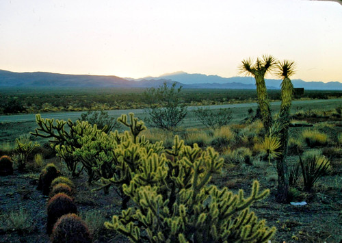 Desert sunrise cactus - cactus,