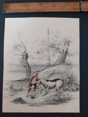 Stampa con cani - , caccia