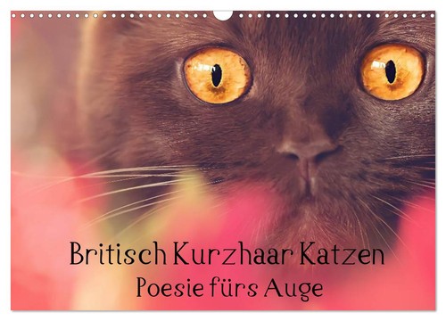 Britisch kurzhaar katzen - britisch,