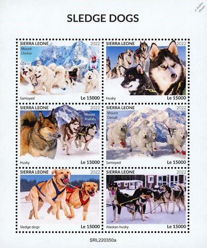 Sled dogs husky samoied - sled, arctic