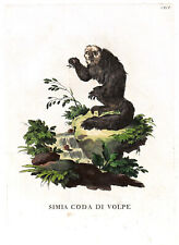LEMUR "Simia coda di Volpe" 1775 Scattaglia / Alessandri ORIG. STAMPA ANTICA