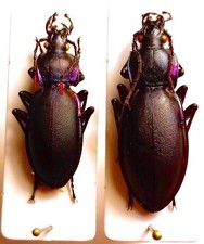 Carabidae CARABINAE Carabus