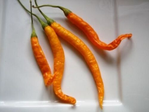 Peperoncino turuncu spiral - -,