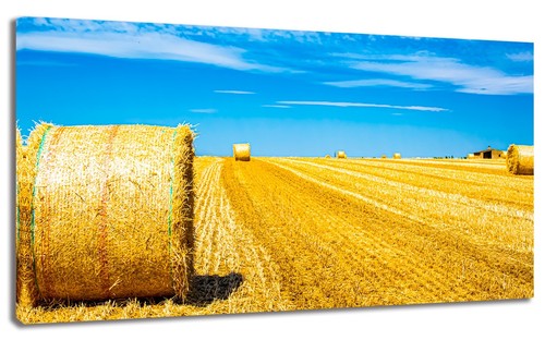 Quadro moderno campo grano - quadro,