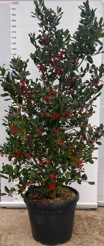 Pianta agrifoglio - di,