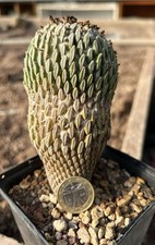 Pelecyphora aselliformis (Mexico) Pianta adulta semina 2001