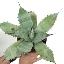 Agave ovatifolia X Agave