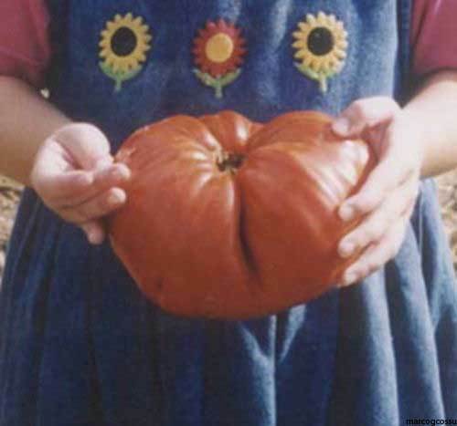 Semi pomodoro cuore bue - semi, di