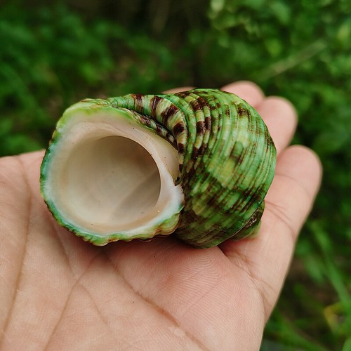 6cm small natural green - small,