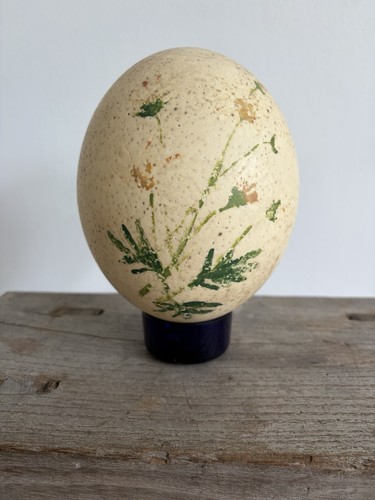 Antique ostrich egg - egg, blown