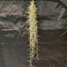 Tillandsia usneoides  el