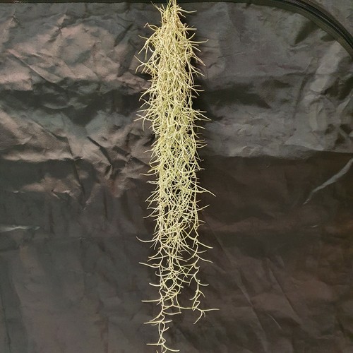 Tillandsia usneoides el - tillandsia,