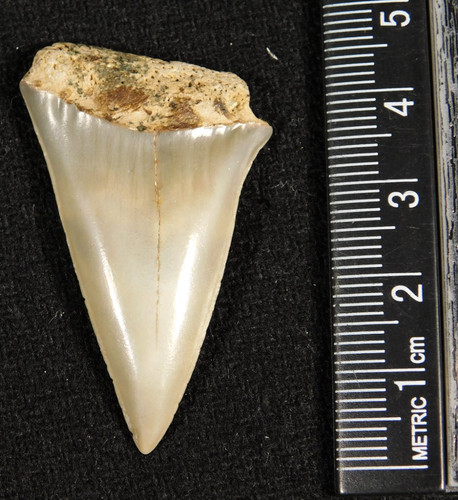 Grande dente fossile squalo - dente,