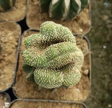 Pianta di cactus succulenta