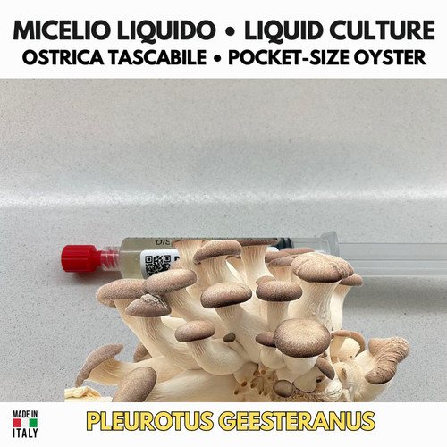 Pleurotus ostreatus ostrica - pleurotus,